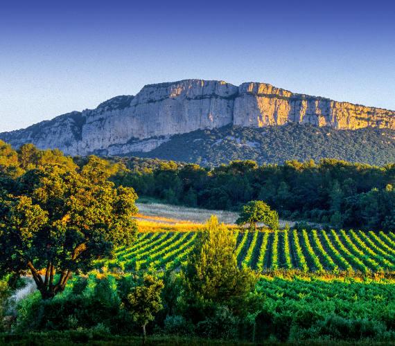 Vignobles de Languedoc-Camargue